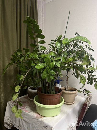 Замиокулькас