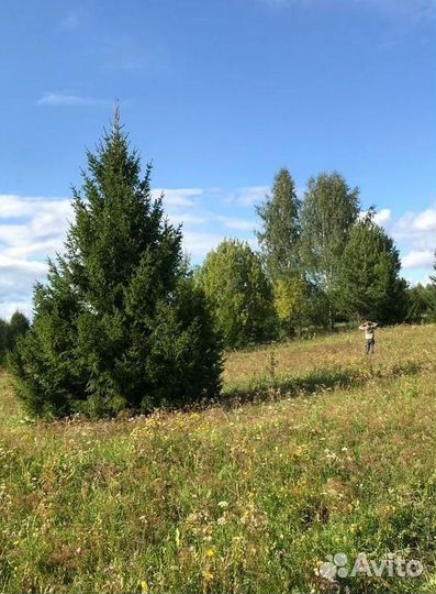 Ель 6+ м крупномер