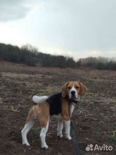 Бигль для вязки