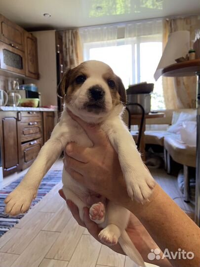 Щенки джек Рассел терьер