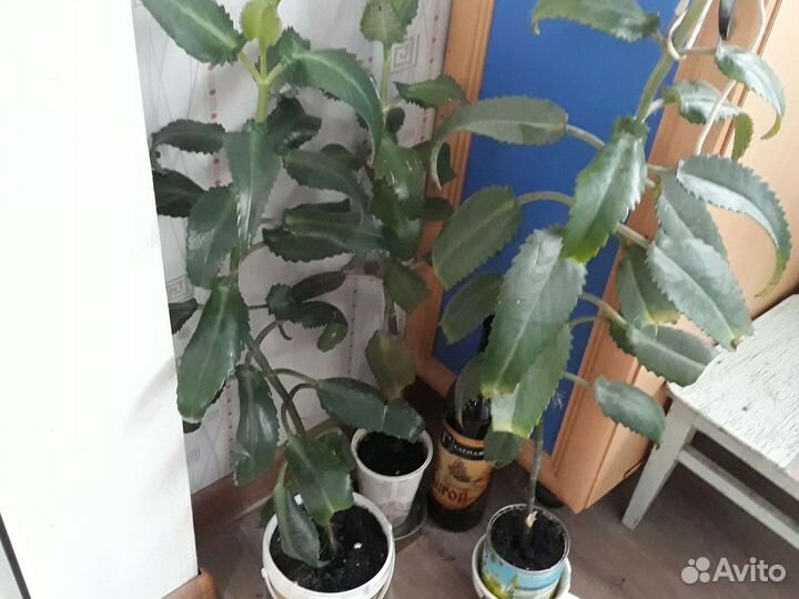 Каланхоэ лечебное