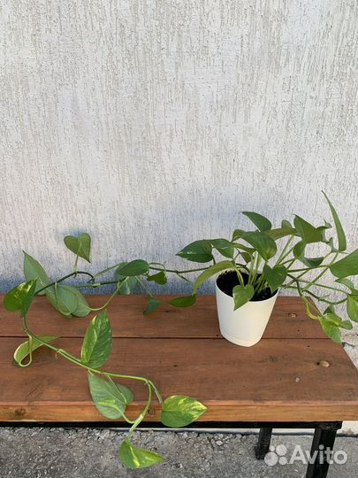 Диффенбахия