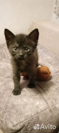 Котятки в добрые руки