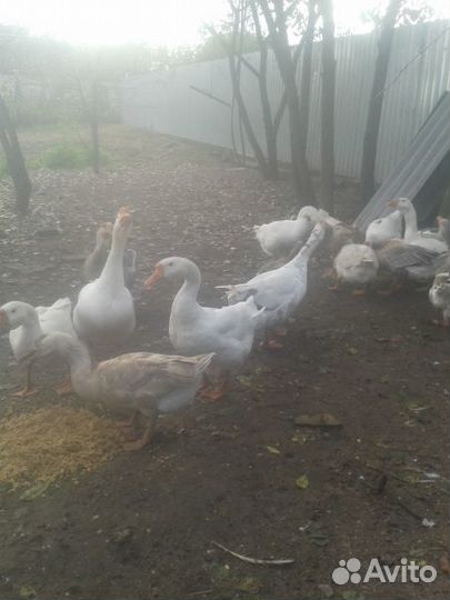 Домашняя птица