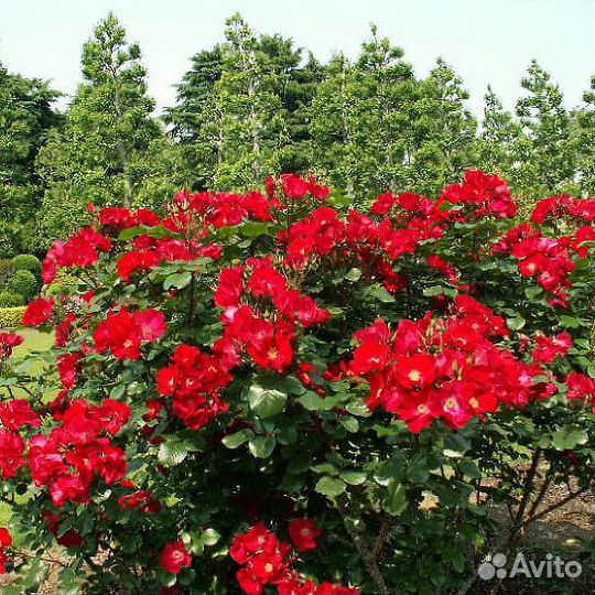 Робуста роза парковая саженцы