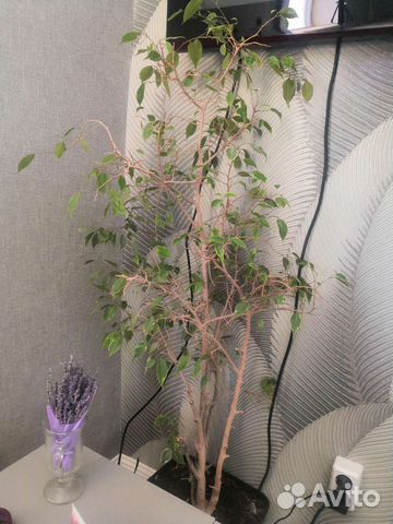 Фикус бенджамина