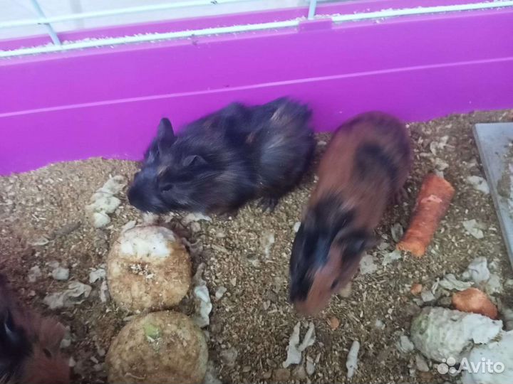 Морская свинка бесплатно