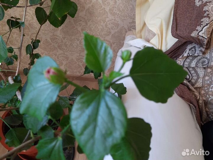 Гибискус большой