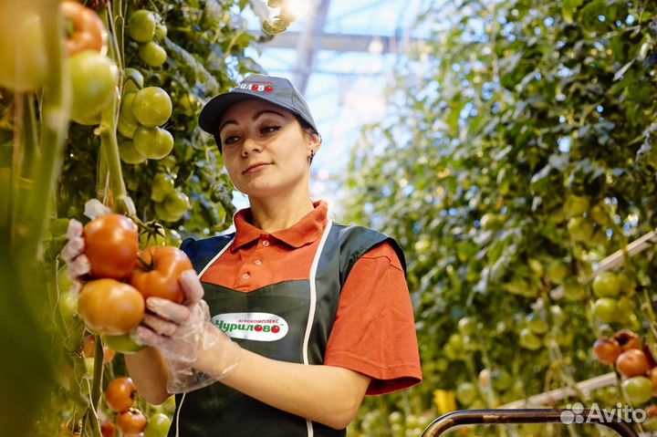 Вахта 15/15 в Москве - Сборщица /к помидоров