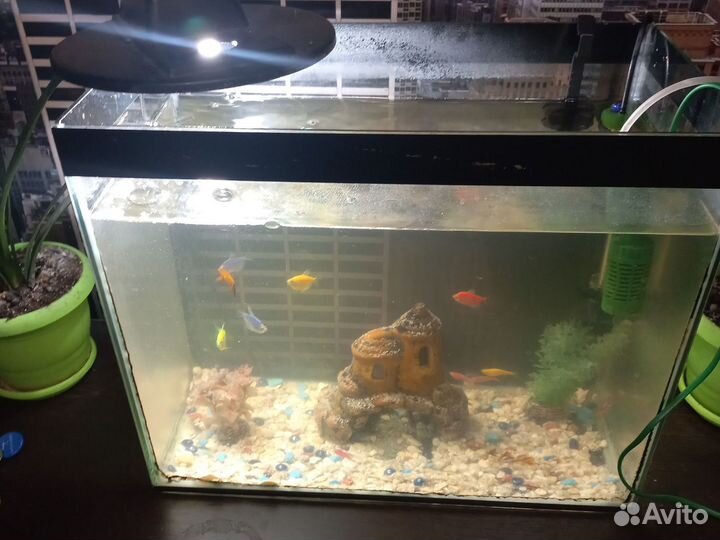 Аквариумные рыбки