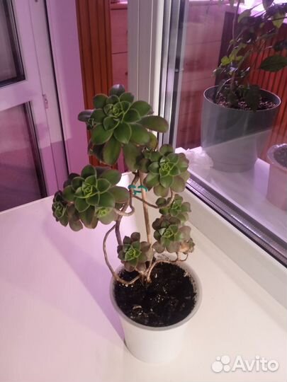 Эониум киви