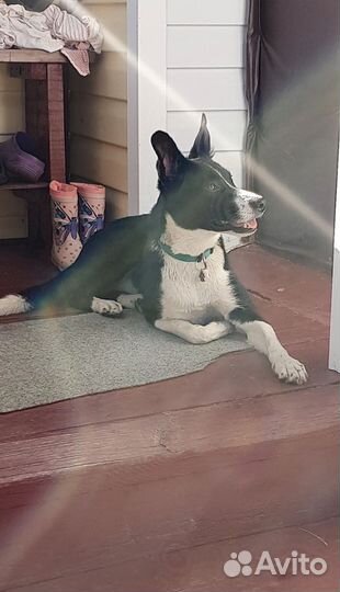 Девочка 4 года