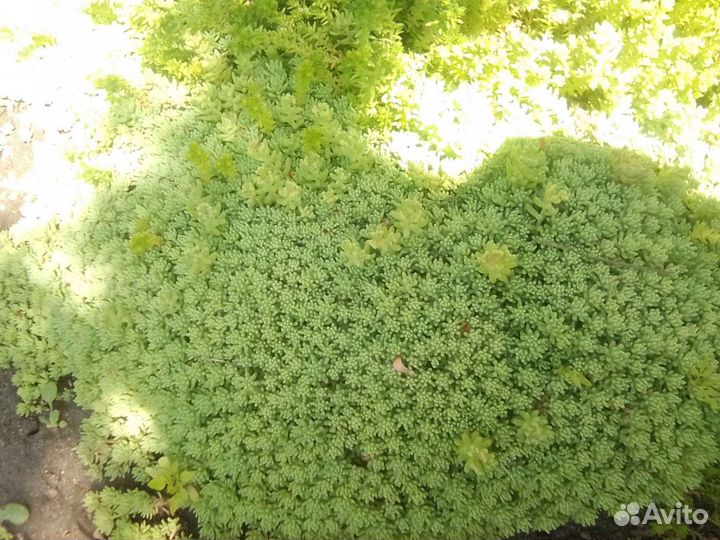 Седум (коврик)