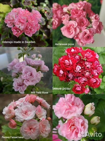 Пеларгония герань