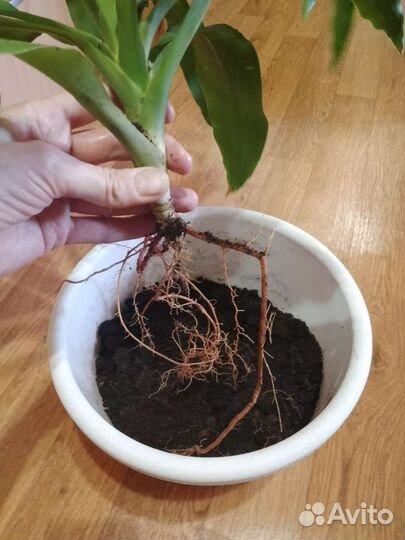 Драцена душистая