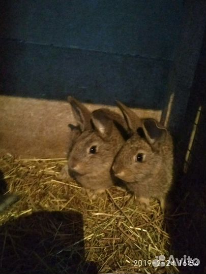 Кролики фландр