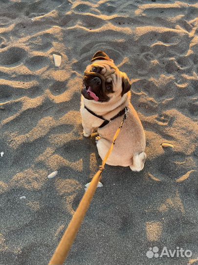 Вязка мопса