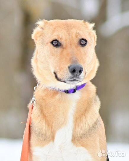 Собака в добрые руки отдам бесплатно