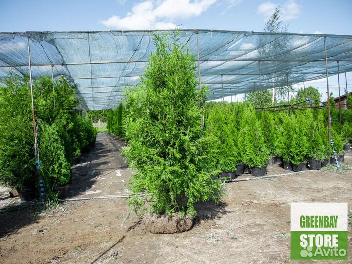 Туя брабант 200 см свежая копка 2023