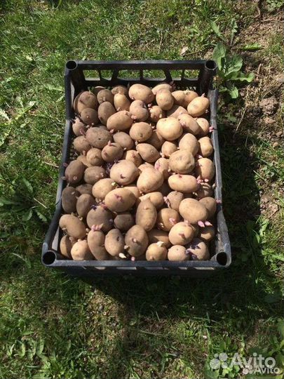 Семенной картофель