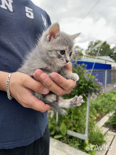 Котенок девочка 1 месяц