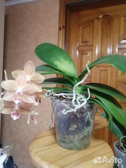Орхидея фаленопсис Мастерпис