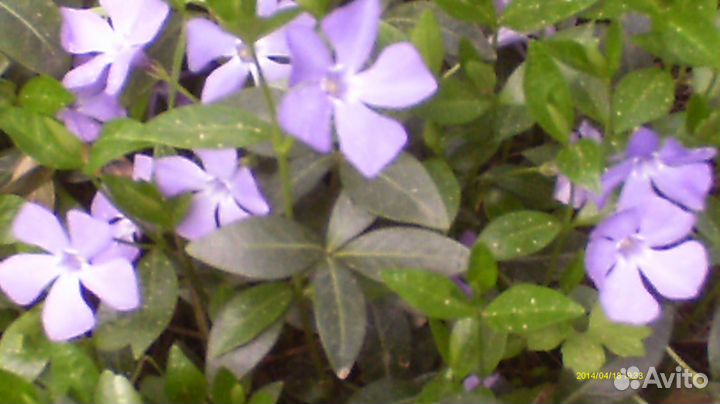 Барвинок синий с зелеными листьями