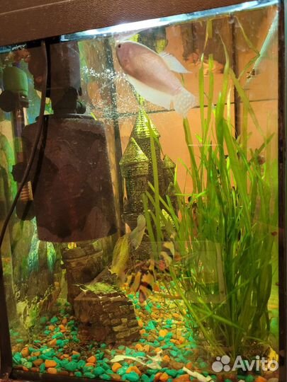 Аквариум с рыбками