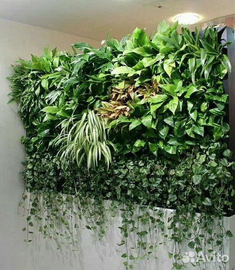 Живые растения для озеленения,фитостен,фитомодулей