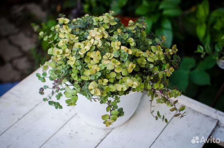 Традесканция