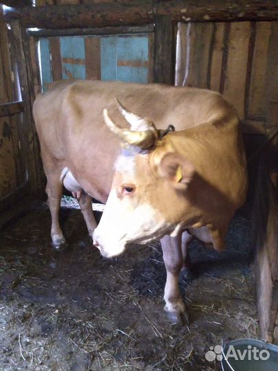 Корова дойная стельная