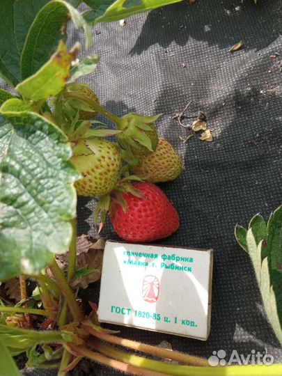 Клубника, земляника рассада