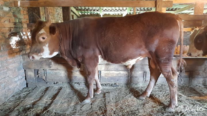 Бычки 2022 г.р