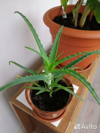 Алоэ вера растение