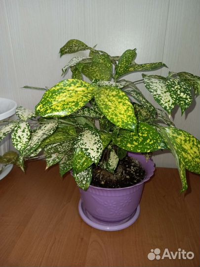 Драцена годзефа (суркулоза)