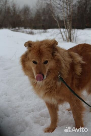 Заберите Атоса из приюта