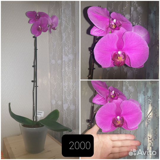 Орхидея
