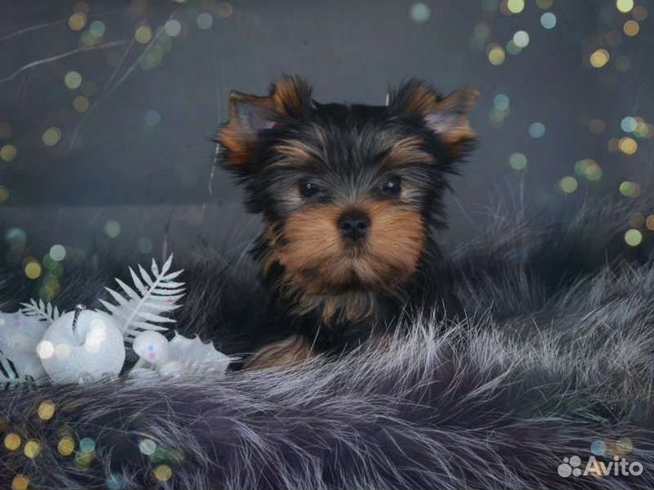 Йоркширский терьер мини девочка