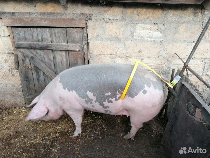 Товары для домашних животных.Кастрация сельхоз ж-х