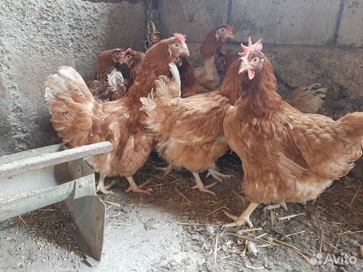 Куры несушки молодые
