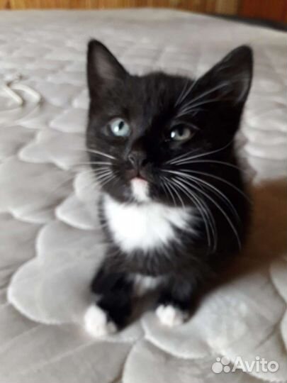 Отдам котенка в добрые руки