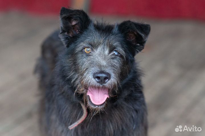 Отдаю собаку Ульяну в добрые руки