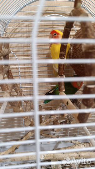 Попугай неразлучники с клеткой