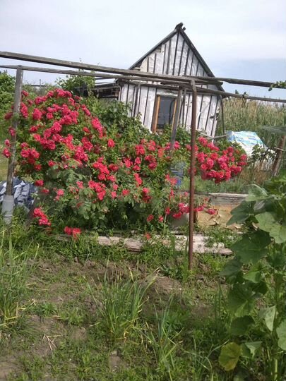 Дача 20 м² на участке 6 сот.