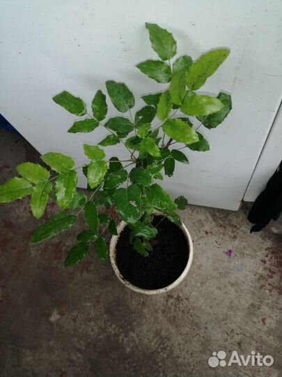 Роза и другие многолетники