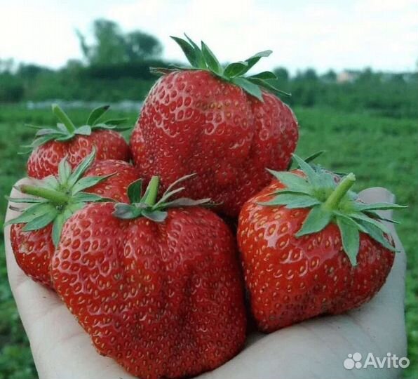 Рассада клубники