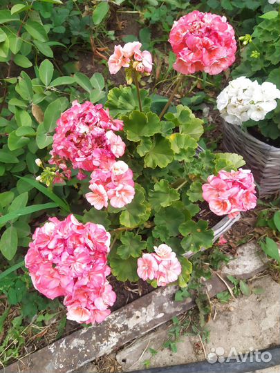 Пеларгония- герань