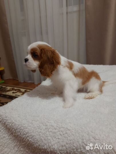 Щенки Кавалер Кинг Чарльз спаниель