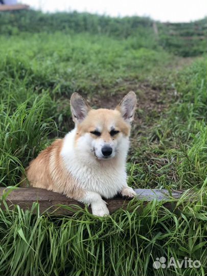 Вязка / Корги / Случка / Кабель