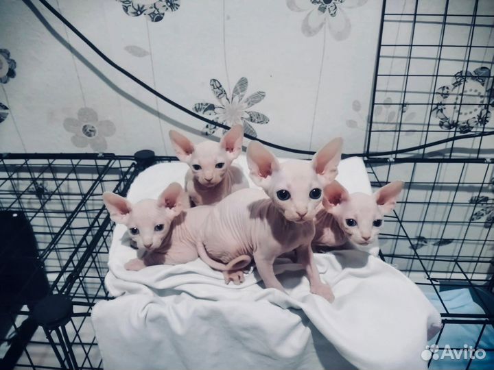 Эльфы,Страйт Эльфы